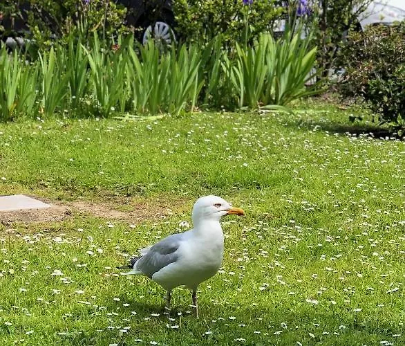 Le Goeland 아파트 *