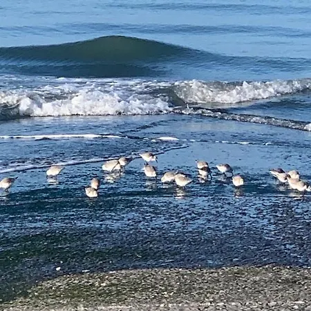 Apartment Le Goeland